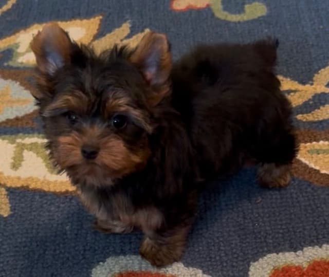 Yorkshire Terrier Puppies media 5