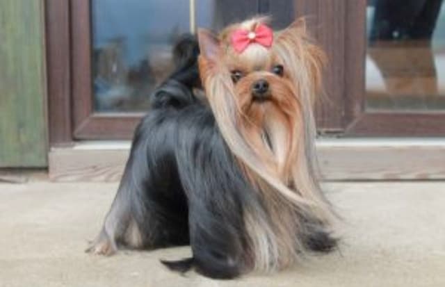 Yorkshire Terrier Puppies media 7