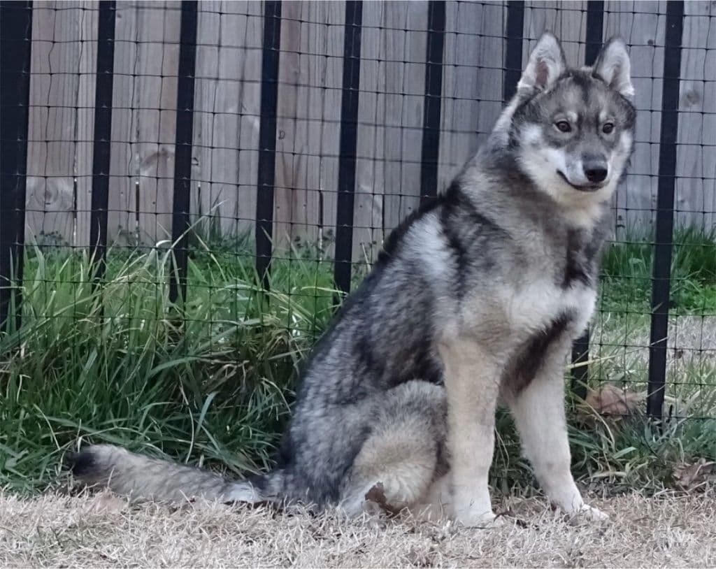 Siberian Husky Puppies breeder image 2
