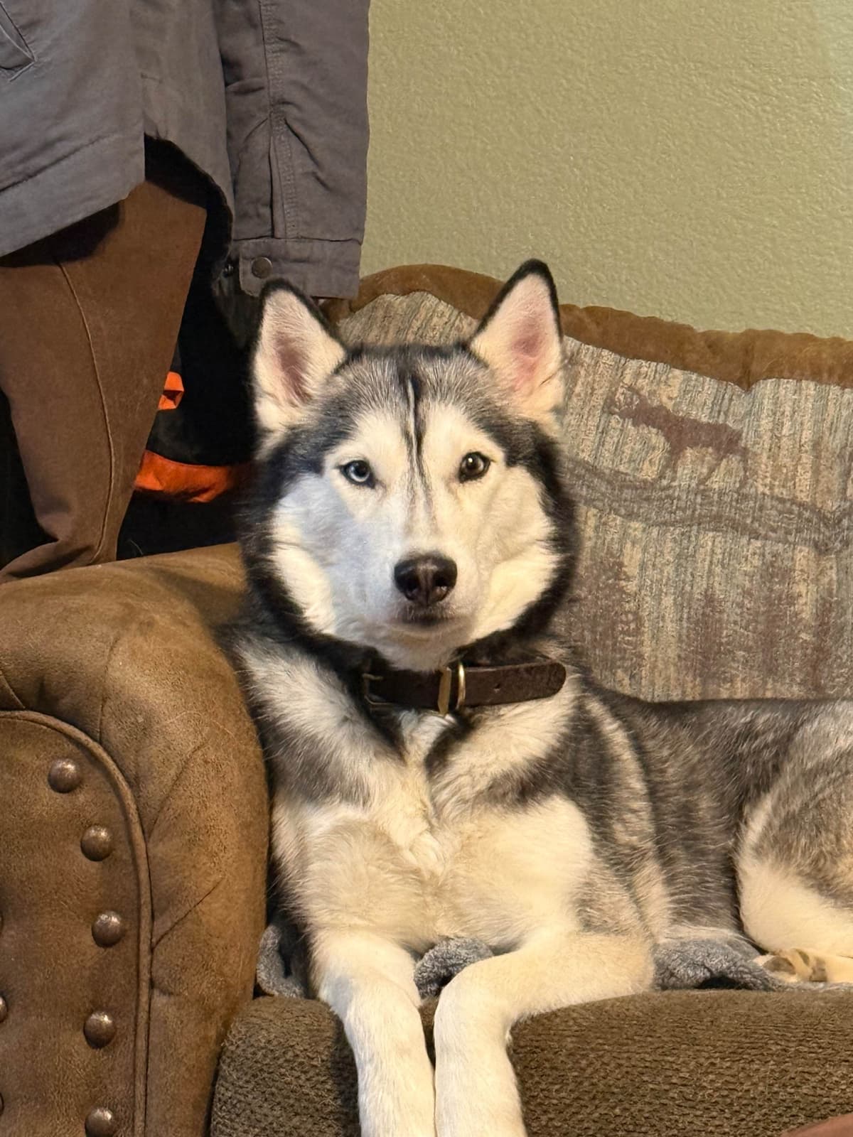 Siberian Husky Puppies breeder image 5