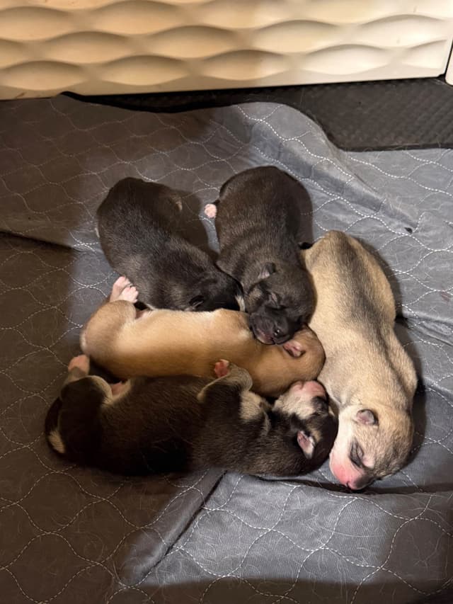 Siberian Husky Puppies media 4