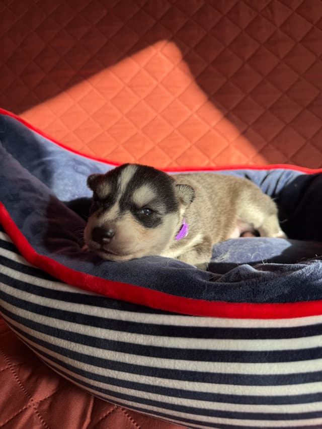 Siberian Husky Puppies media 6