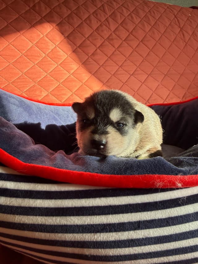 Siberian Husky Puppies media 9