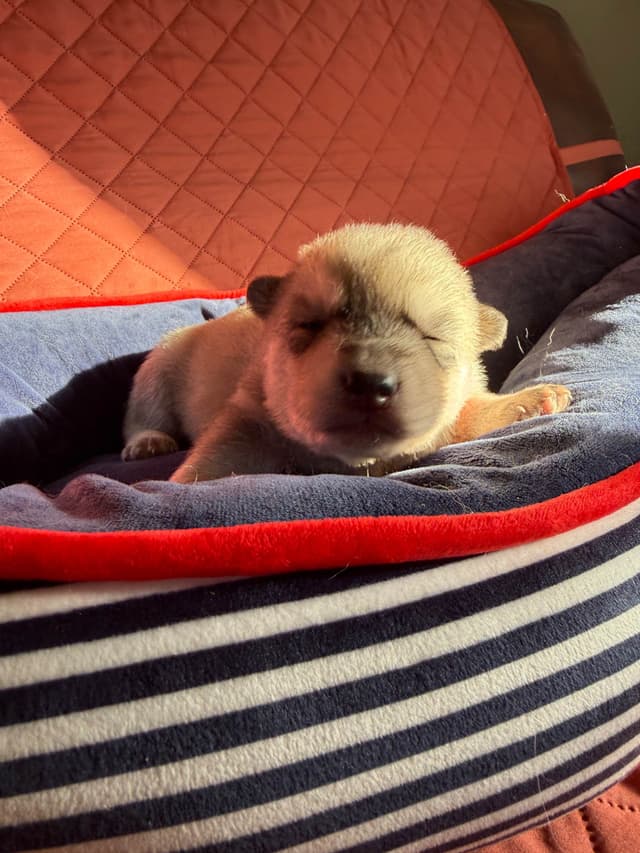 Siberian Husky Puppies media 8
