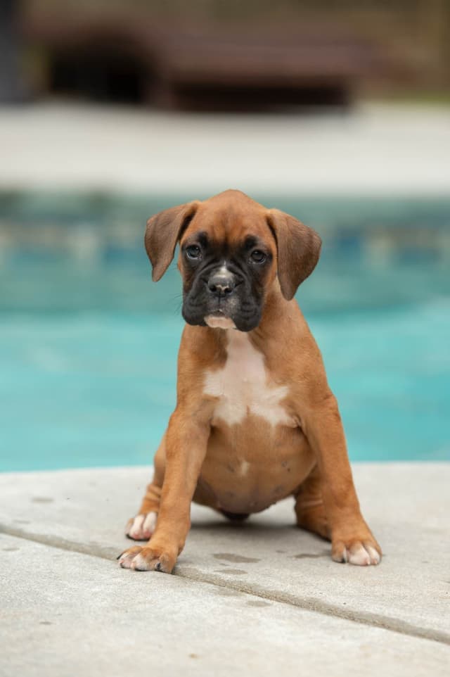 Boxer Puppies- Villa Rica, GA media 2