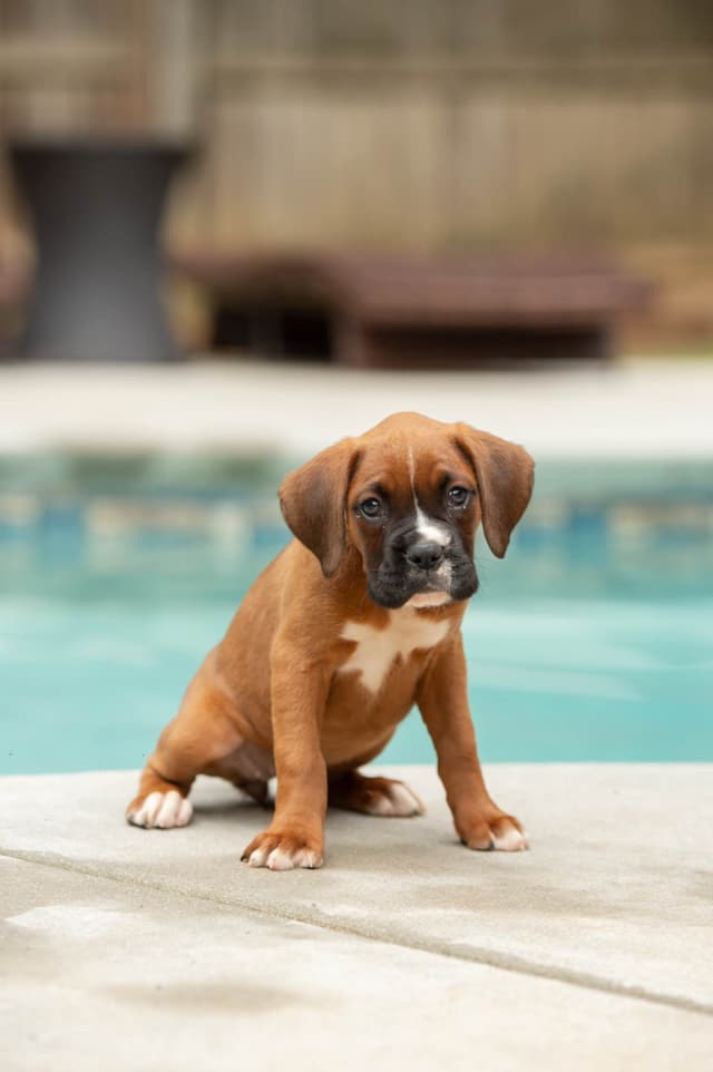 Boxer Puppies- Villa Rica, GA media 3