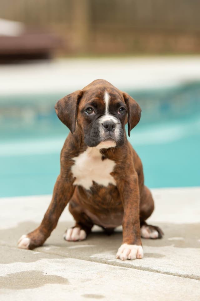 Boxer Puppies- Villa Rica, GA media 4