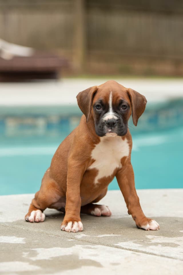 Boxer Puppies- Villa Rica, GA media 5