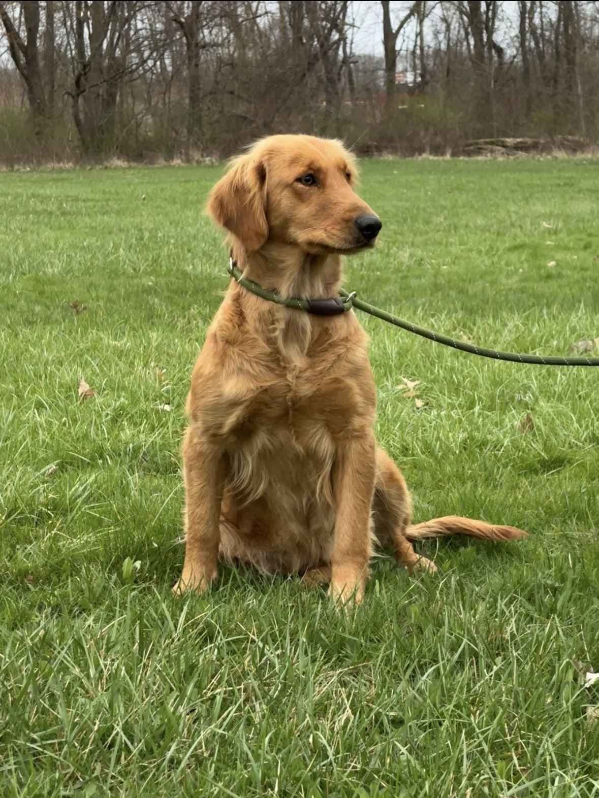Golden Retriever Puppies breeder image 2