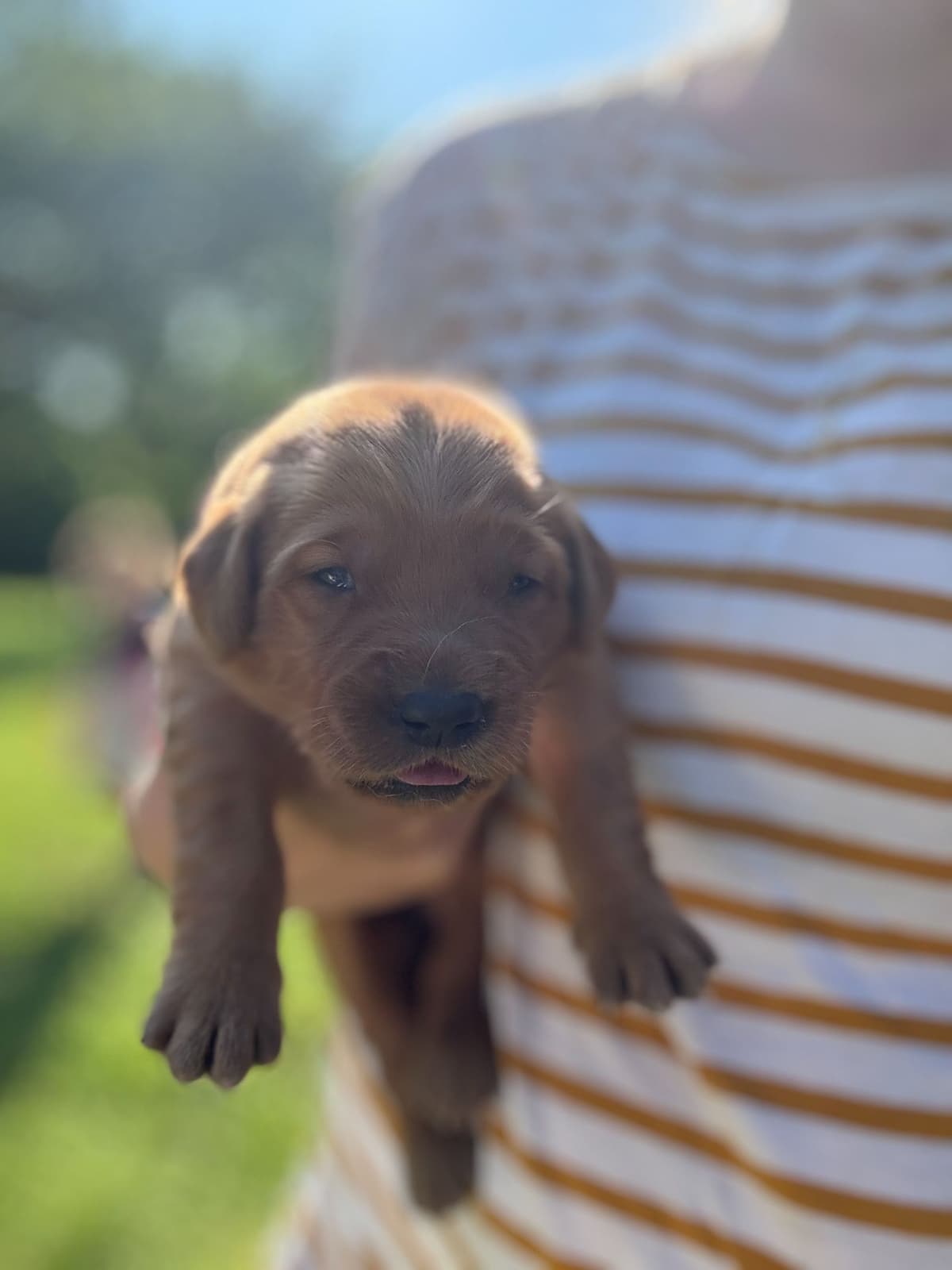 Golden Retriever Puppies breeder image 4