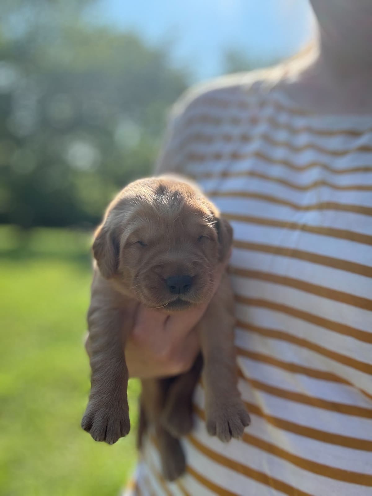 Golden Retriever Puppies breeder image 5