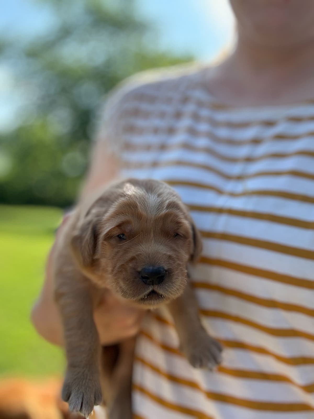 Golden Retriever Puppies breeder image 6