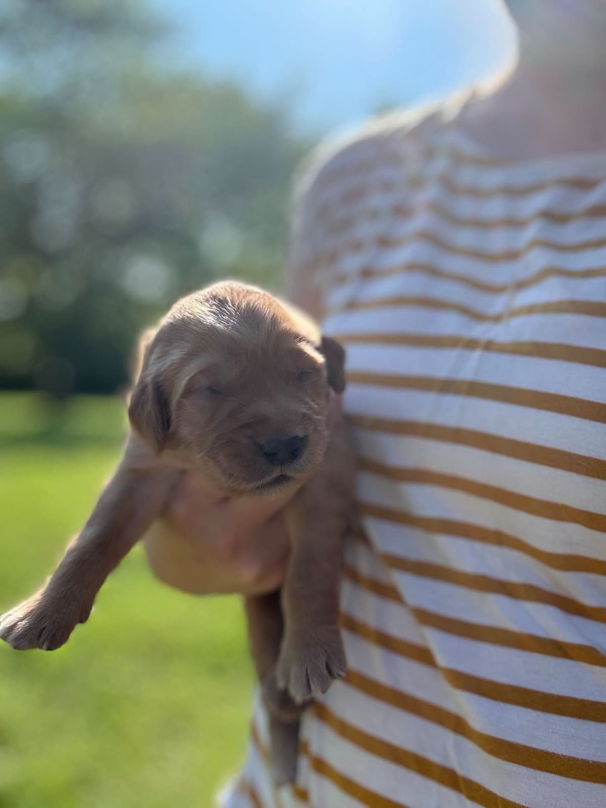 Golden Retriever Puppies breeder image 7