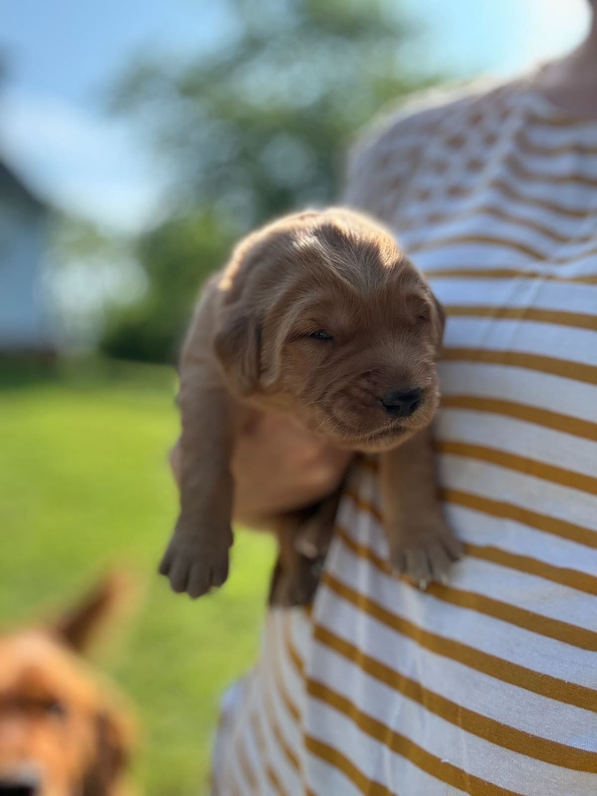 Golden Retriever Puppies breeder image 8