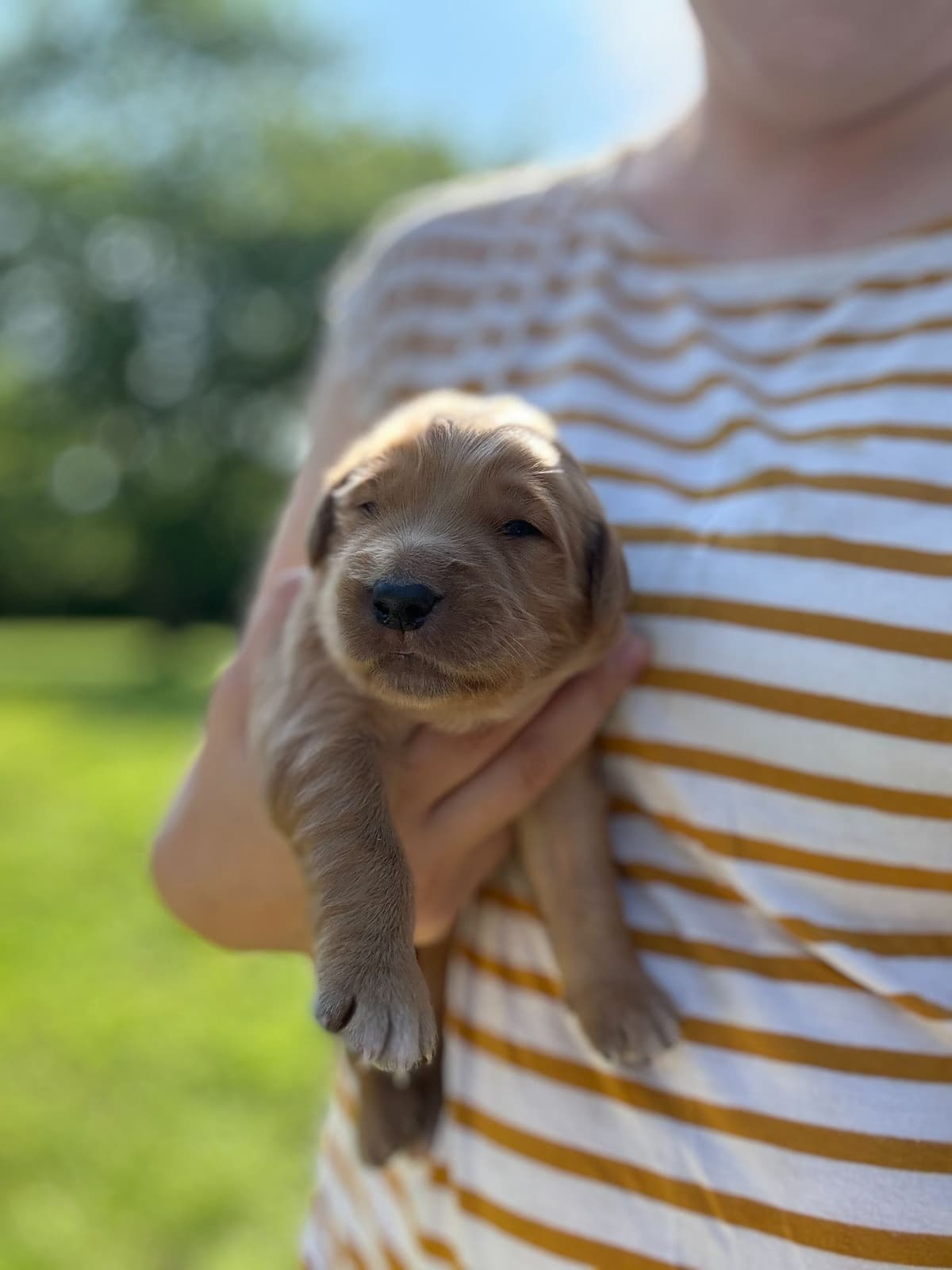 Golden Retriever Puppies breeder image 10