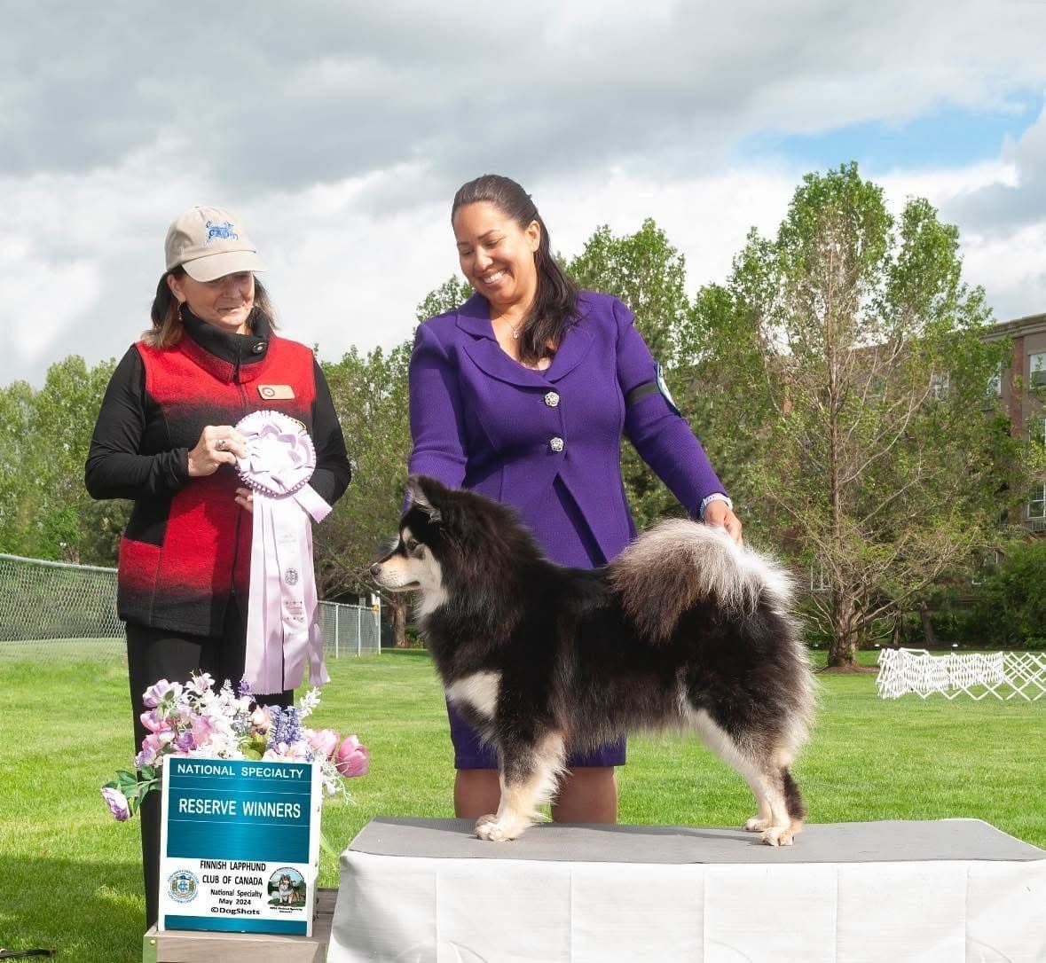 Finnish Lapphund Puppies breeder image 1
