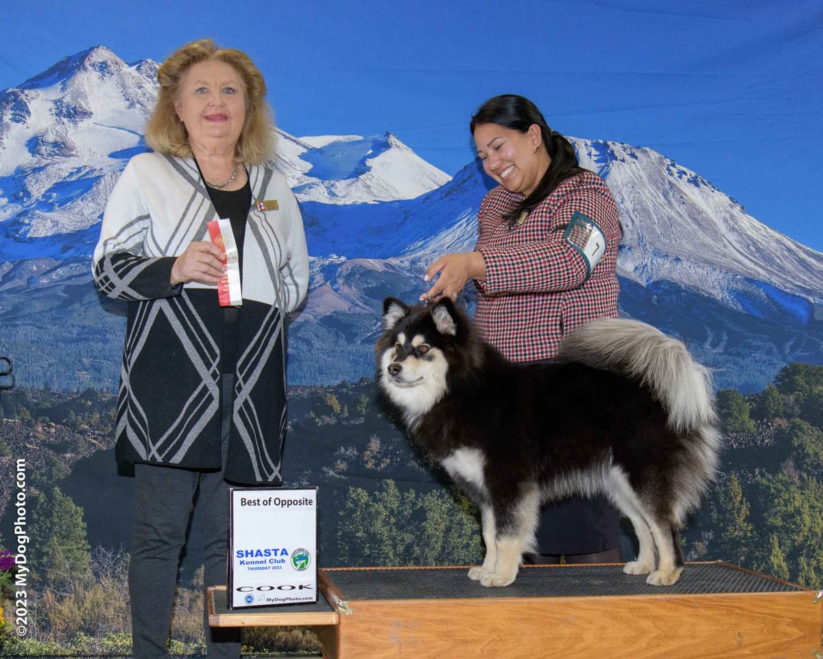 Finnish Lapphund Puppies breeder image 3