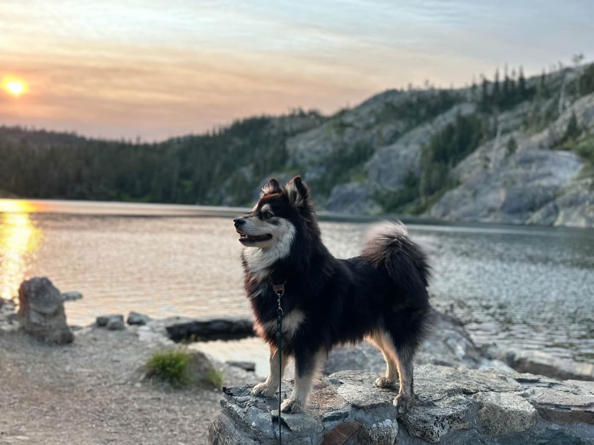 Finnish Lapphund Puppies breeder image 4