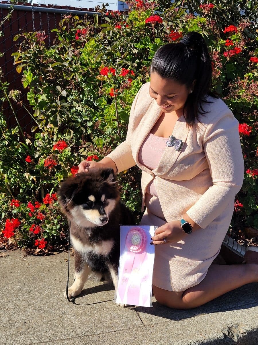 Finnish Lapphund Puppies breeder image 6