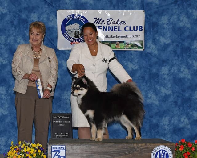 Finnish Lapphund Puppies media 20