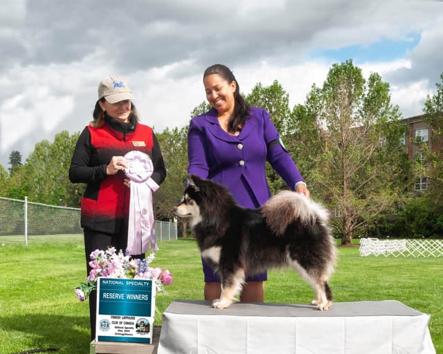 Finnish Lapphund Puppies media 3
