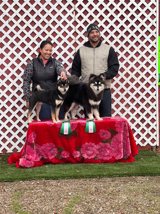 Finnish Lapphund Puppies media 4