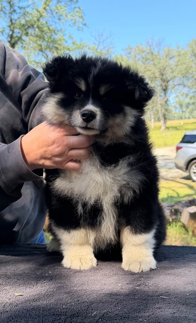Finnish Lapphund Puppies media 6