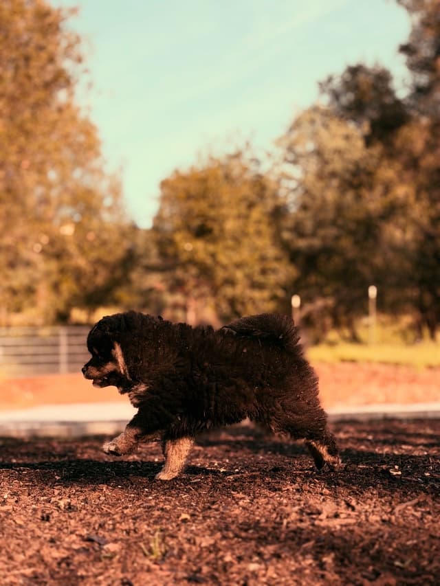 Finnish Lapphund Puppies media 7
