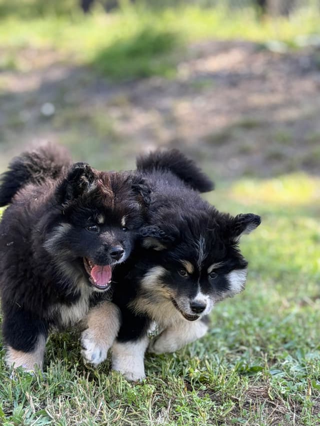 Finnish Lapphund Puppies media 8
