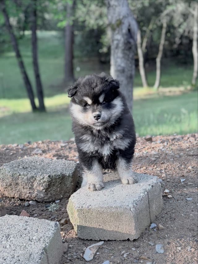 Finnish Lapphund Puppies media 9