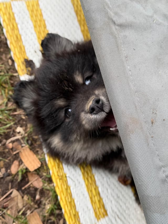 Finnish Lapphund Puppies media 10