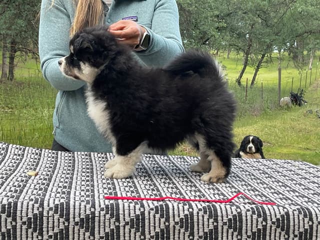Finnish Lapphund Puppies media 12