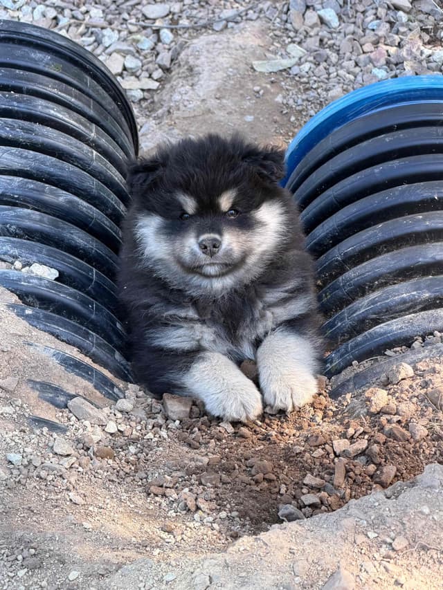 Finnish Lapphund Puppies media 14