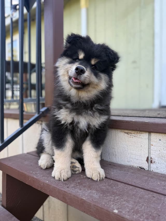 Finnish Lapphund Puppies media 15
