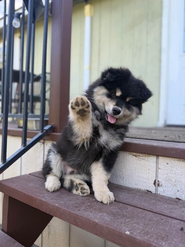 Finnish Lapphund Puppies media 16