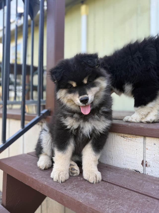 Finnish Lapphund Puppies media 17