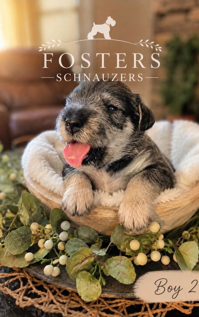 Fosters Schnauzers media 2