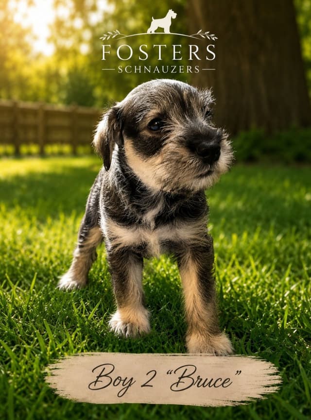 Fosters Schnauzers media 4