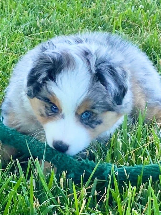 Miniature American Shepherd Puppies breeder image 2