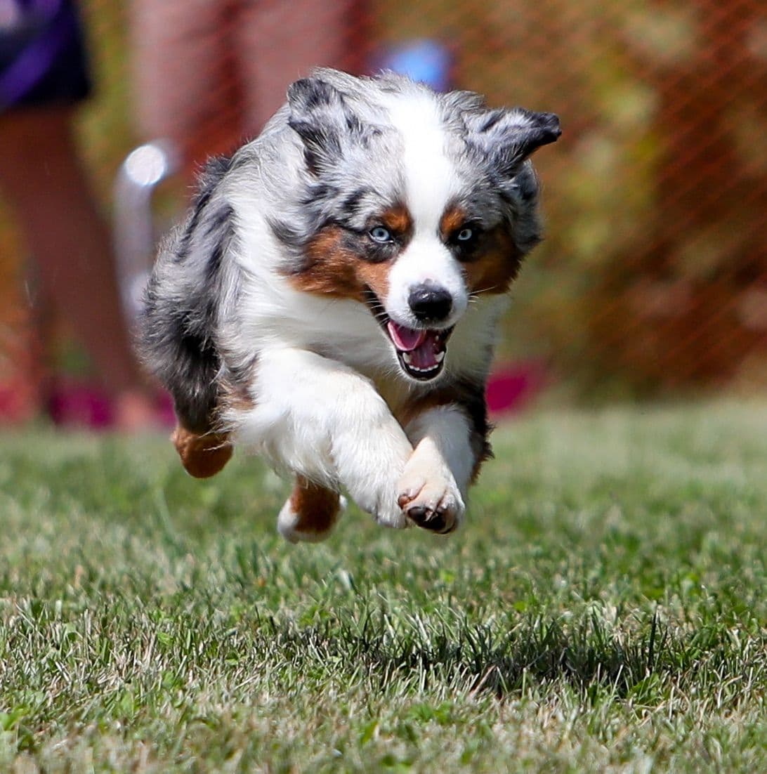 Miniature American Shepherd Puppies breeder image 3