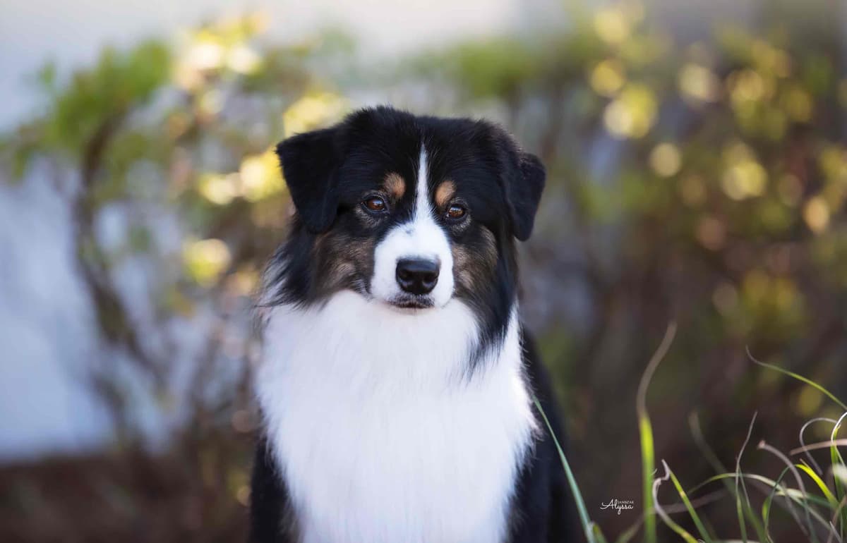 Miniature American Shepherd Puppies breeder image 6