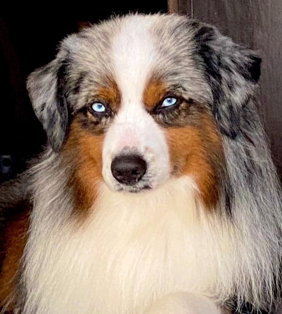 Miniature American Shepherd Puppies breeder image 8