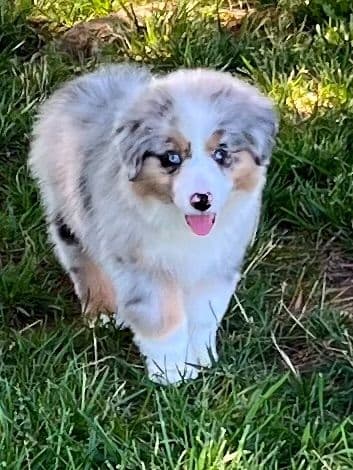 Miniature American Shepherd Puppies breeder image 10