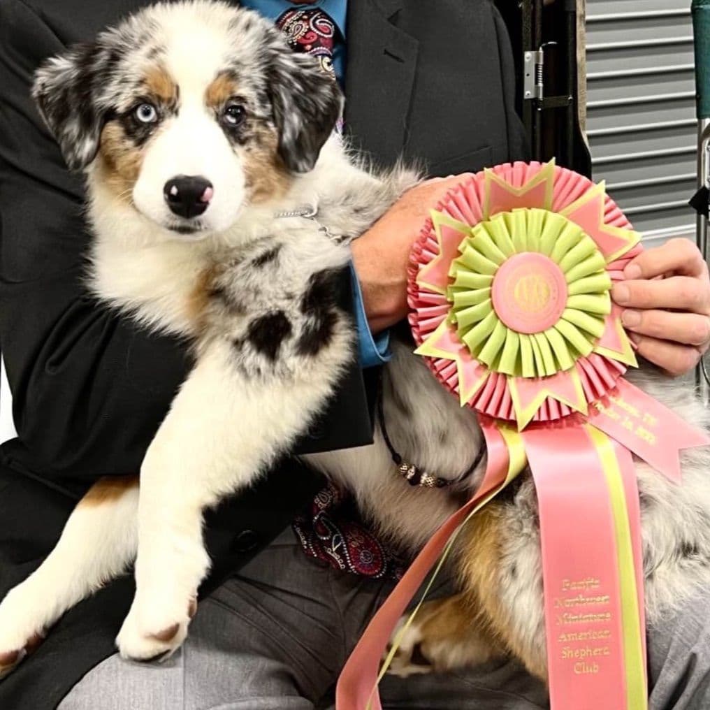 Miniature American Shepherd Puppies breeder image 11