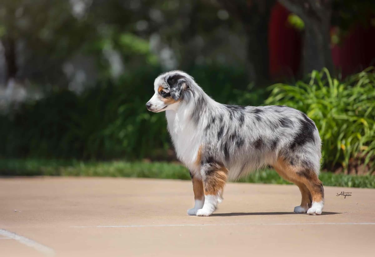 Miniature American Shepherd Puppies breeder image 12