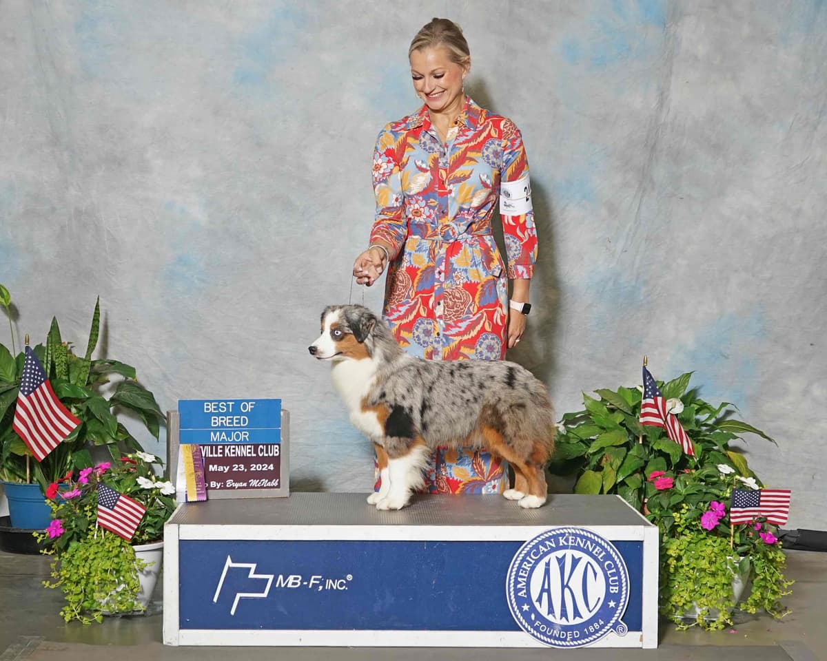 Miniature American Shepherd Puppies breeder image 14