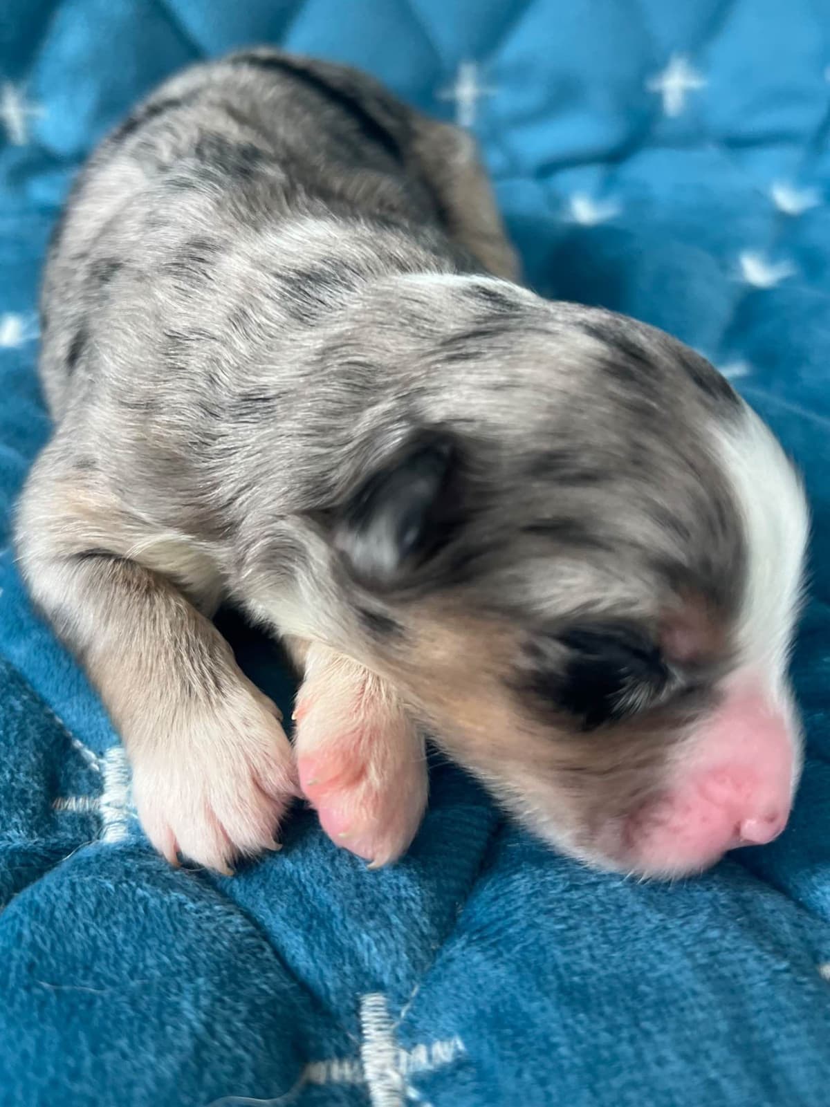 Miniature American Shepherd Puppies breeder image 16