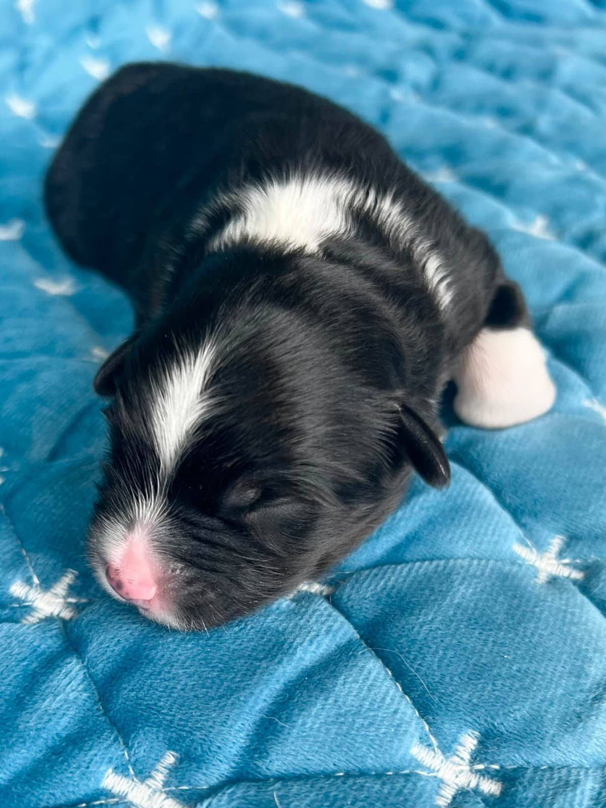 Miniature American Shepherd Puppies breeder image 17