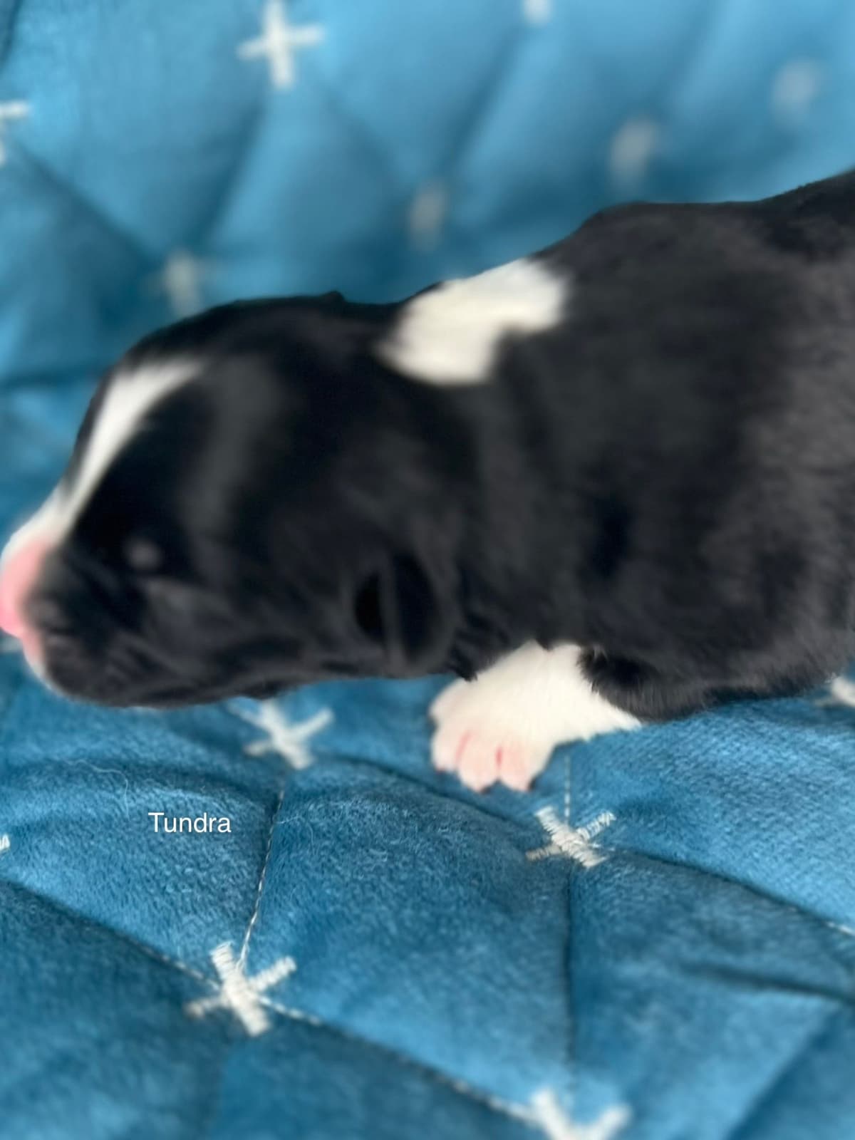 Miniature American Shepherd Puppies breeder image 18