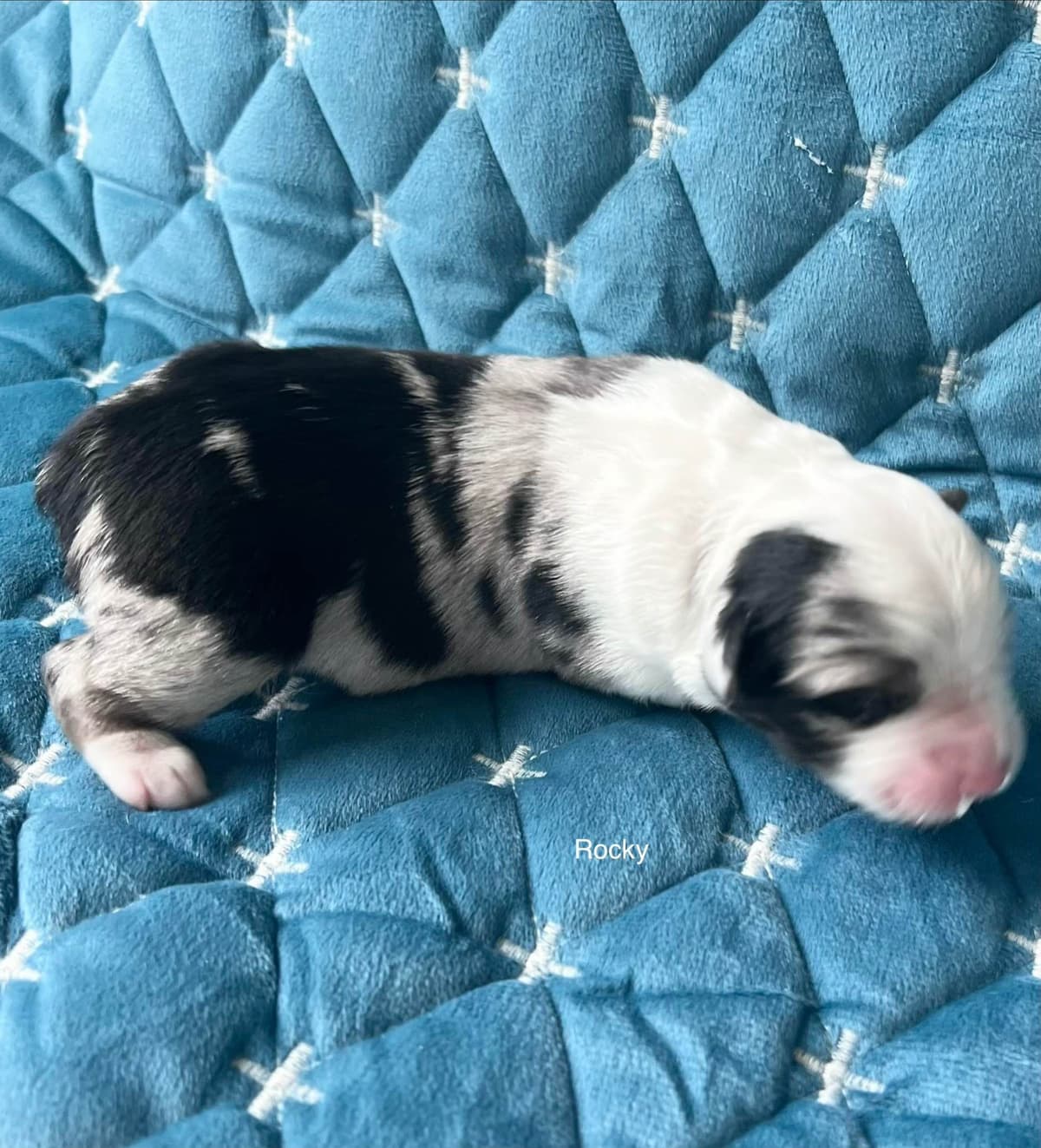 Miniature American Shepherd Puppies breeder image 19